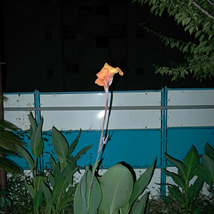 NEI / upright feat. KID FRESINO [DIGITAL]